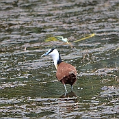"African Jacana" St. Lucia, South Africa